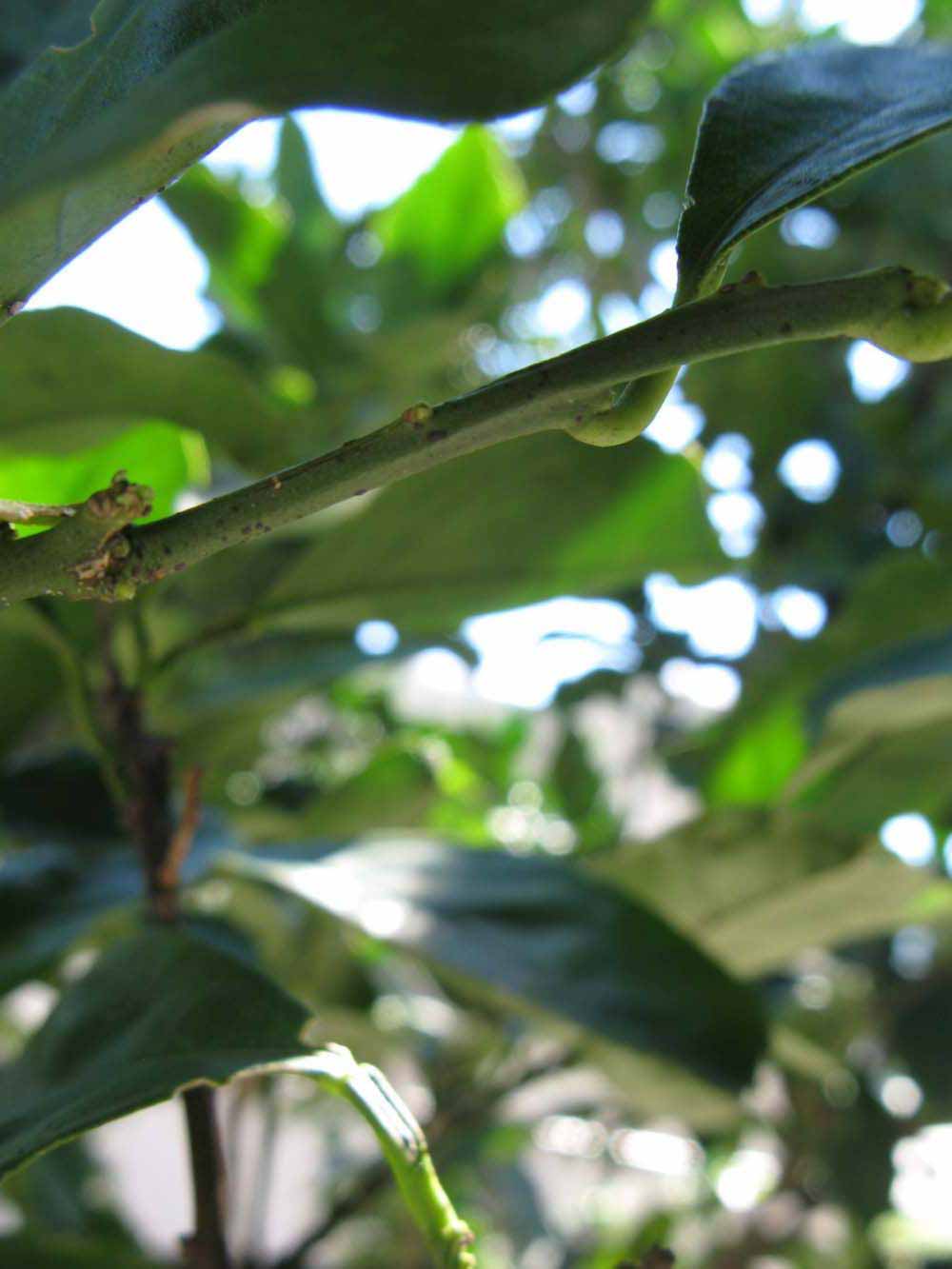            First year twig (Winter Haven, FL)   